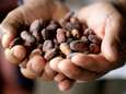 Cacaoprijs blijft stijgen: nu al 6.300 euro per ton