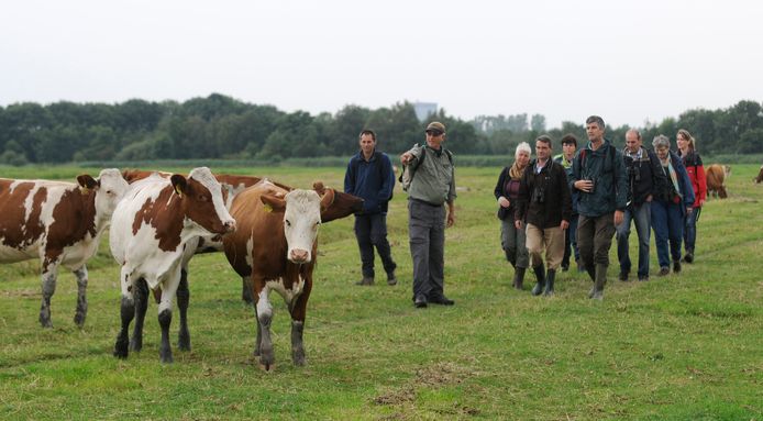 Friese Roodbonte Koe (Bos domesticus), Runderen (Bovidae), Evenhoevigen (Artiodactyla), Zoogdieren (Mammalia), fauna, koeien, rund, zoogdier - Ackerdijkse Plassen, Delft, Zuid-Holland, Nederland, Europa