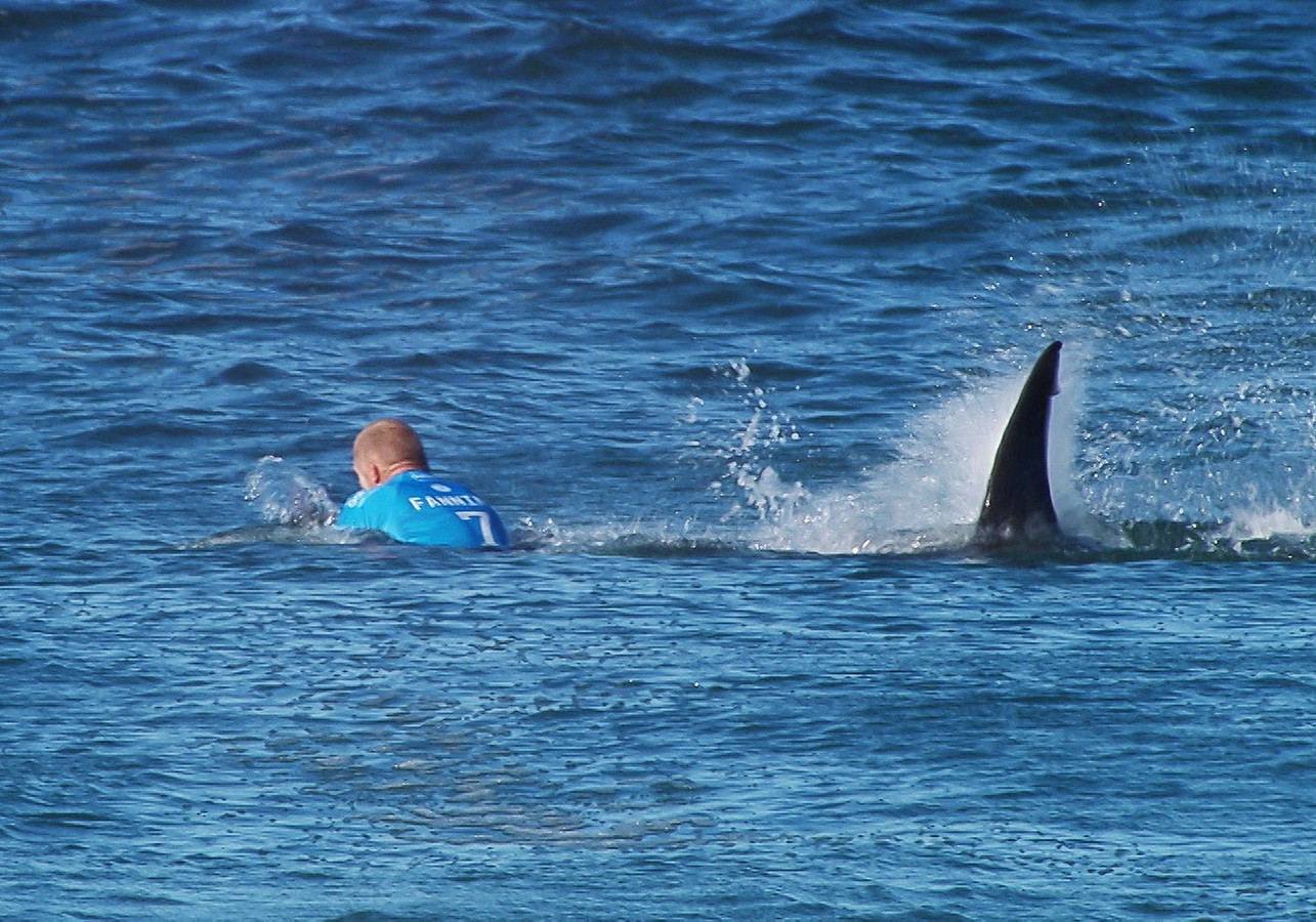 Haai valt wereldkampioen surfen aan Foto AD.nl