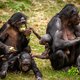 Ontsnapte bonobo in Planckendael is opnieuw gevangen dankzij banaan met verdovingsmiddel