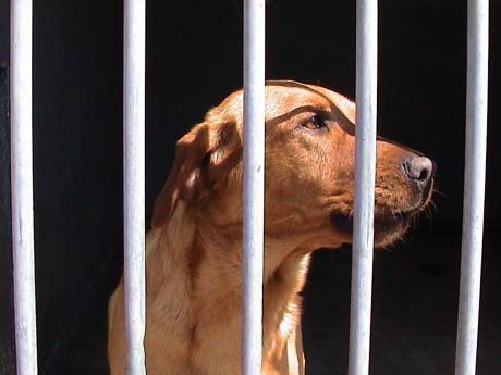 Eigenaar pension waar tien honden overleden doet aangifte van doodsbedreigingen: ‘Ben op mijn hoede’