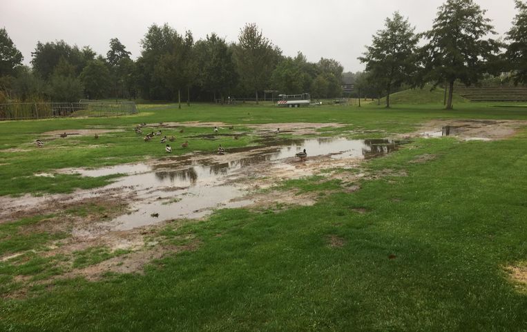 Het park van het Hof Ten Hemelrijk ligt er nat bij. Té nat voor de scholenveldoop, oordeelt de burgemeester.