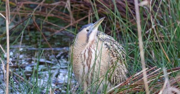 Boete voor wandelaars en mountainbikers in afgesloten deel natuurgebied Valkenhorst - Eindhovens Dag