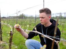 Wordt de Alblasserwaard dé wijnregio van Nederland? ‘De kwaliteit is goed’