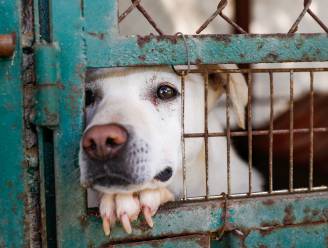 Wat je moet weten als je een hond uit het asiel wil halen: “Het duurt zo’n 6 maanden voor de stress van dat verblijf verdwijnt”