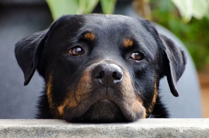 Twee Emmeloorders worden ervan verdacht hun rottweiler - niet de hond op de foto - te hebben verwaarloosd en mishandeld.