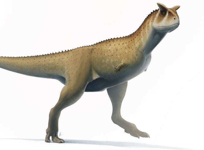 De nieuwe dinosoort zou heel hard lijken op de 'Carnotaurus sastrei' die hier afgebeeld staat