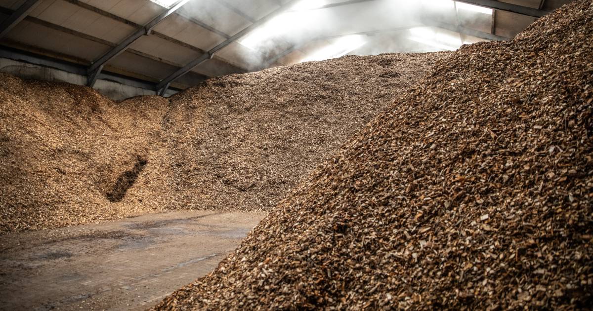 Stankoverlast tot in je slaapkamer en gezondheidsschade als gevolg van biomassacentrale cq bossencrematorium moet toch kunnen? Idem vernietiging van oerbossen... .