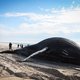 Alweer walvis aangespoeld aan oostkust van de VS: wat is er aan de hand?