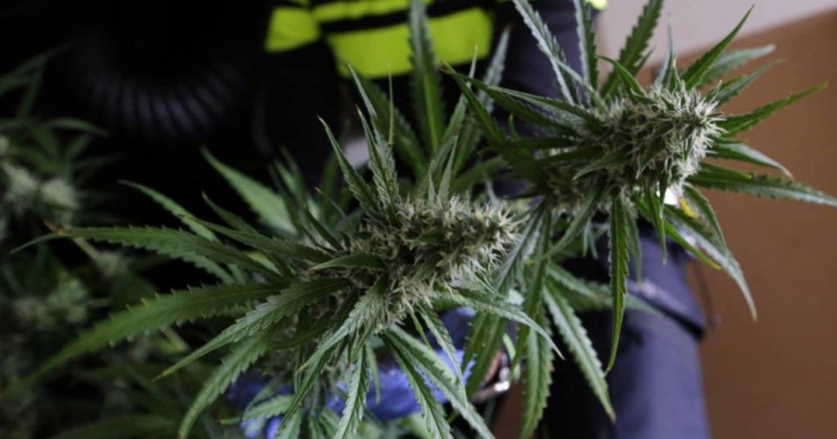 Man heeft thuis 23 wietplanten ‘voor medicinaal gebruik’ en vecht daarom woningsluiting aan