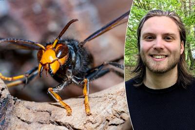 Aantal nesten van Aziatische hoornaar vervijfvoudigd in 2023: hoe gevaarlijk is hij écht? 5 vragen beantwoord