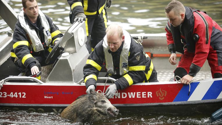 Een brandweerman redt een wild zwijn uit het water in de Zuid-Willemsvaart. Beeld anp