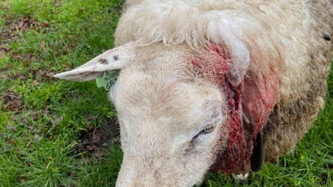 Bloedige aanval op drachtig schaap in Geesteren, zeer waarschijnlijk door een wolf: ‘Dit doet echt pijn in mijn hart’