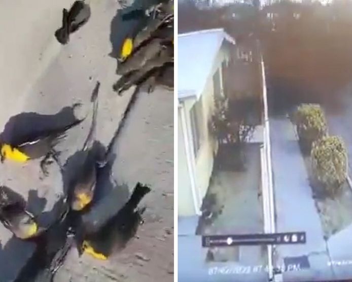 Les oiseaux morts dans la rue au Mexique.