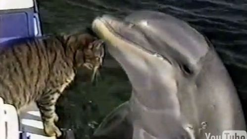 Rencontre Entre Un Chat Et Un Dauphin Video Ecologie 7sur7 Be