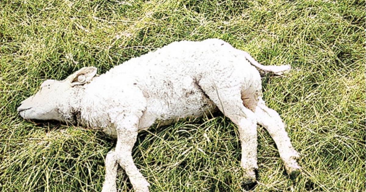 Hond bijt schaap in Strijensas, baasje meldt zich bij politie