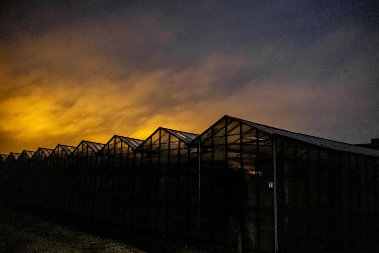 Lichtvervuiling door assimilatieverlichting (het gebruik van kunstlicht in kassen om planten te laten groeien) is goed te zien in Venlo. Beeld Hollandse Hoogte / Joris van Gennip