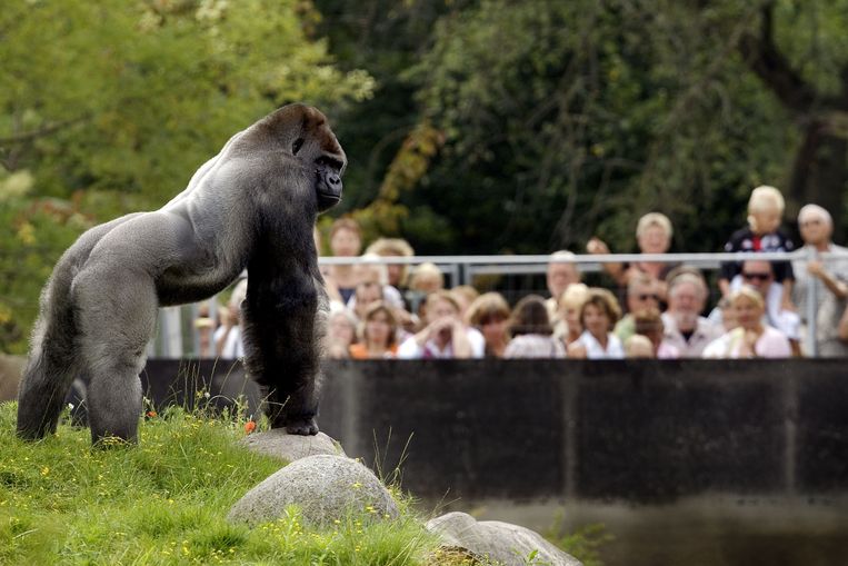 Gorilla Bokito inspireerde een reeks aan uitdrukkingen. Beeld ANP