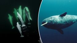 Unieke beelden: witte dolfijnen adopteren eenzame zee-eenhoorn