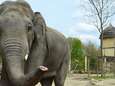 Droevig nieuws uit Bellewaerde: olifant Tunga plots overleden