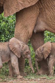 Zeldzame olifantentweeling geboren: ‘We hopen dat ze het redden’