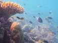 Sea Life vangt illegaal gekleurde visjes op