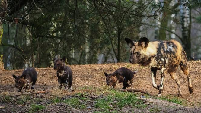 Beschuit met muisjes in Beekse Bergen: drie Afrikaanse wilde honden geboren