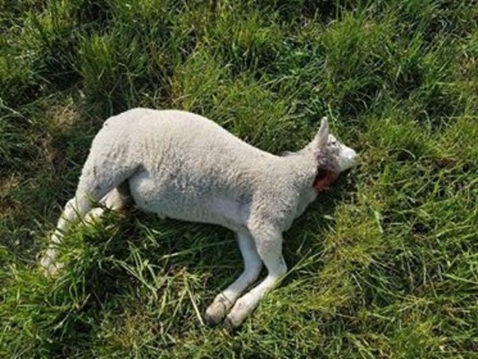 Een van de doodgebeten schapen in Ede.