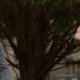 Serie: Rectify