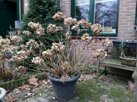 Hortensiaknippers slaan toe in Leusden: ‘Het is vooral ráár. Wat doe je ’s nachts in mijn voortuin?’