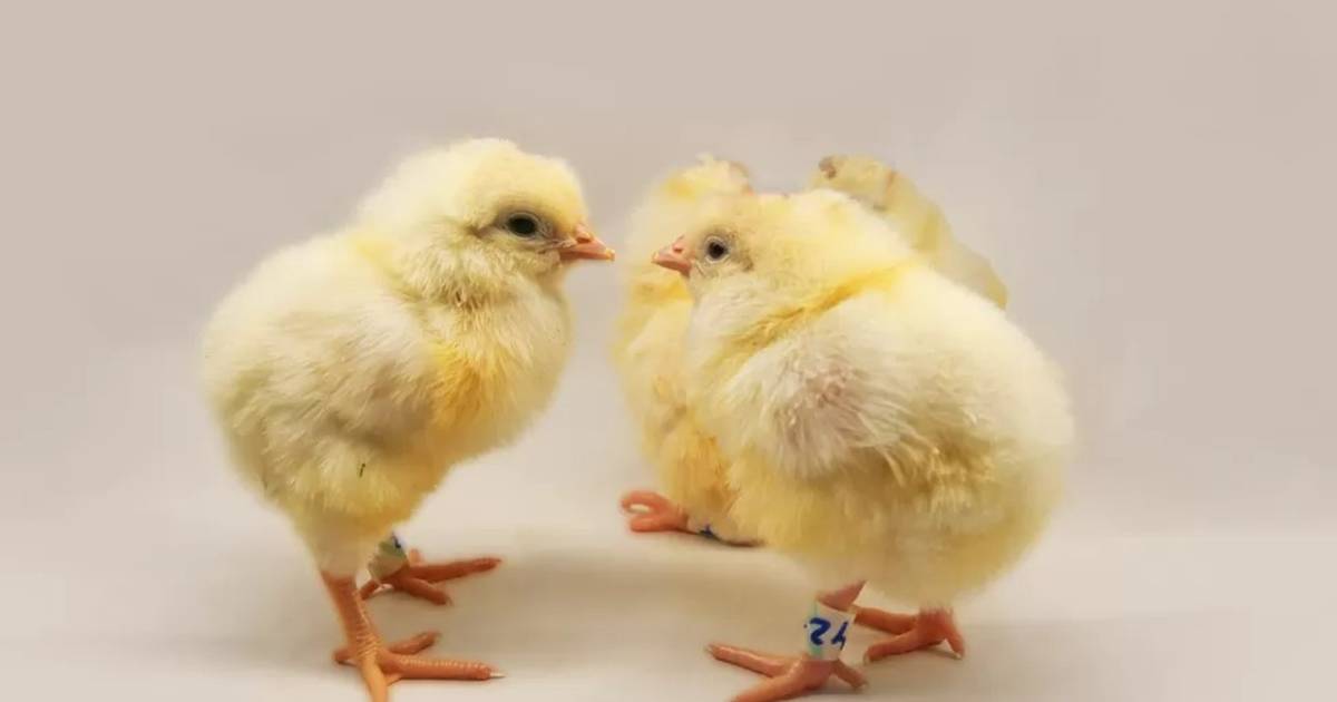zwanger zitten cultuur Oplossing gevonden om dood van miljarden mannelijke kuikens te voorkomen:  een genetische kip die enkel vrouwelijke kuikens broedt | Instagram VTM  NIEUWS | hln.be