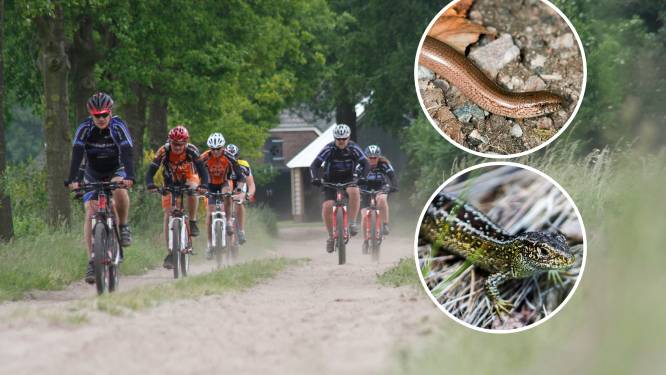 Zandhagedissen doodgereden: alle mountainbikeroutes op Sallandse Heuvelrug moeten dicht