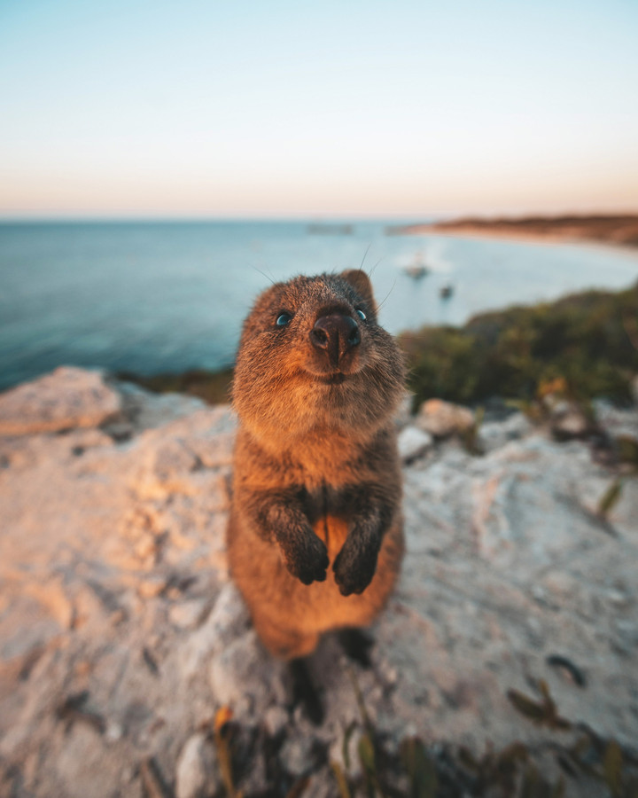 Wonderlijk Van brutale leeuwenwelp tot verbaasde otter: lachen om gekke VF-85