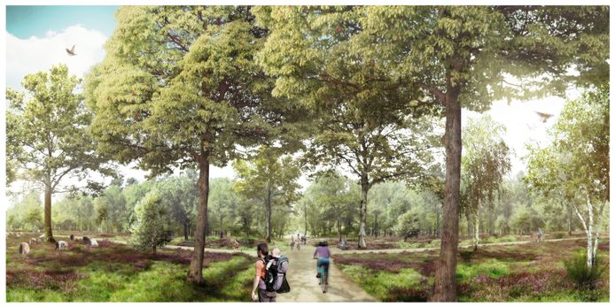 Zo moet het Drongengoed er binnen een paar jaar uitzien. Met meer 'lichtgaten' in het bos.