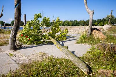Woede over vernielde bomen in Dedemsvaart: ‘Wie neemt er nu een bijl mee?