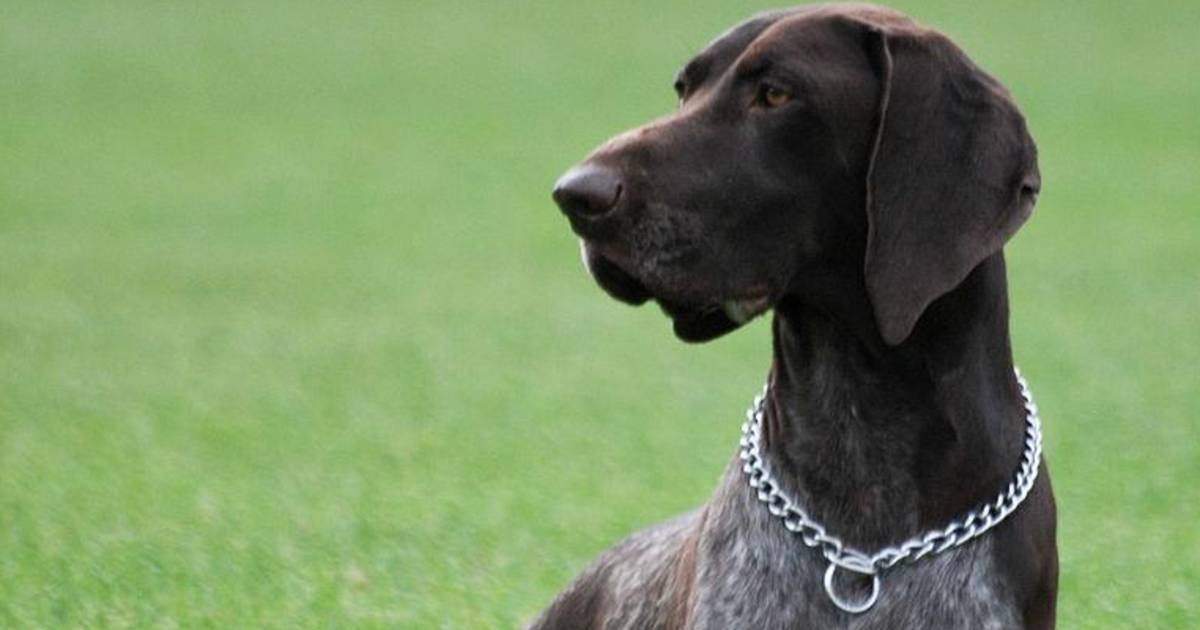 Un Bebe Litteralement Devore Par Un Chien En Australie Ecologie 7sur7 Be