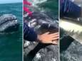 Les images rares d'une jeune baleine grise se faisant caresser 