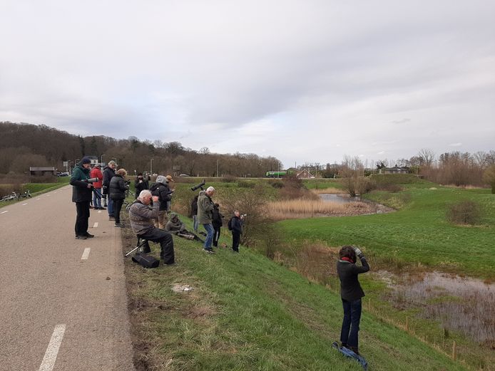 Vogelaars hopen een glimp op te vangen van de zwartkoprietzanger.