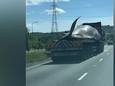 Des automobilistes pensent croiser une baleine sur l'autoroute