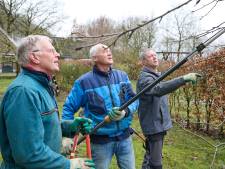 Wie wil de boom in? Gebrek aan vrijwilligers bij Hoogstambrigade