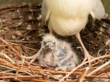 Kwakkuiken uit ei gekropen in Dierenpark Amersfoort