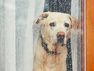 WEERBERICHT. Regenachtige dag met rukwinden tot 80 kilometer per uur, code geel voor gladheid vannacht