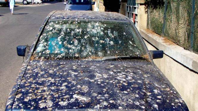 Zo verwijder je vogelpoep en dode insecten van je wagen, zónder krassen