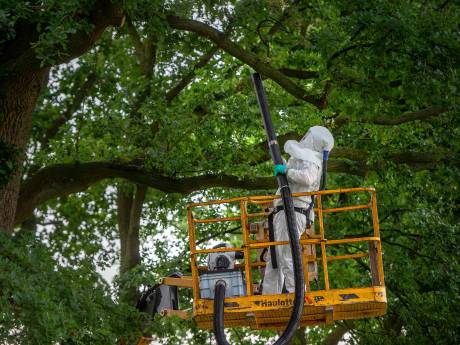 Gemeente mag plaag processierups in Eindhovense buurt pas bestrijden als het al te laat is, bewoners de dupe