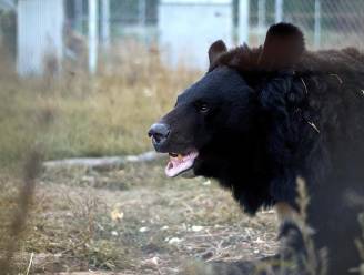 Natuurhulpcentrum in Oudsbergen redt beer uit Oekraïnse dierentuin: “Andere beren werden opgegeten door Russische soldaten”