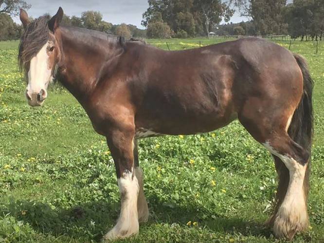 Drie paarden van Lynn werden door de bliksem getroffen: "Krijg het beeld niet uit mijn hoofd"