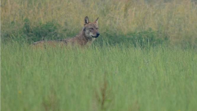 Wolf Billy stelt het goed en zit mogelijk opnieuw in Nederland: “Maar hopelijk trekken we lessen uit aanrijding”