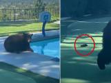 Eerst drol op terras, dan wassen in zwembad: beer maakt het zich gemakkelijk