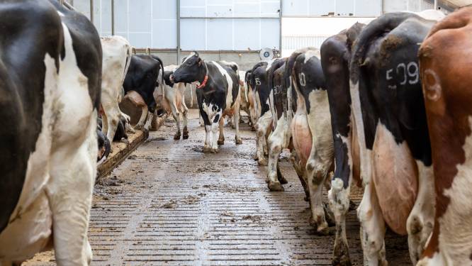 Brabantse boeren: ‘Deadline schonere stallen moet nu van tafel’