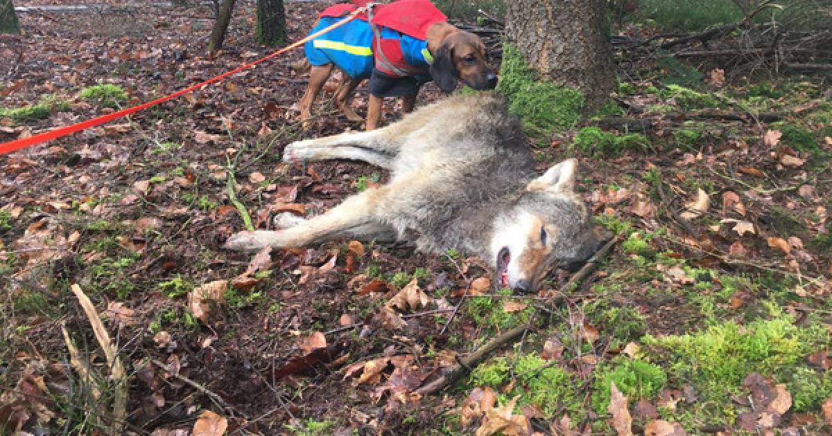 Auto grootste bedreiging voor wolf, derde van alle ‘Nederlandse’ dieren inmiddels doodgereden